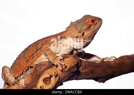 Ein bärtiger Drache, strahlend in roten Tönen, sitzt zufrieden auf einem Ast auf einem weißen Hintergrund. Stockfoto