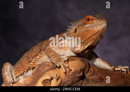 Ein bärtiger Drache, strahlend in roten Tönen, sitzt zufrieden auf einem Ast auf einem weißen Hintergrund. Stockfoto