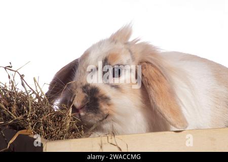 Ein flauschiger Löwenkopf-Hase, unwiderstehlich süß, stach seinen Kopf spielerisch in einen Picknickkorb. Vor einem dunklen Hintergrund Stockfoto