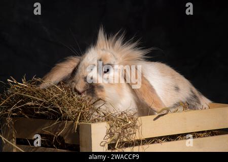 Ein flauschiger Löwenkopf-Hase, unwiderstehlich süß, stach seinen Kopf spielerisch in einen Picknickkorb. Vor einem dunklen Hintergrund Stockfoto