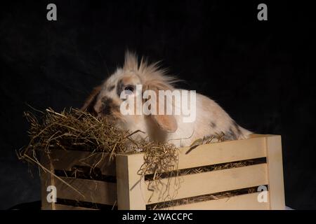 Ein flauschiger Löwenkopf-Hase, unwiderstehlich süß, stach seinen Kopf spielerisch in einen Picknickkorb. Vor einem dunklen Hintergrund Stockfoto