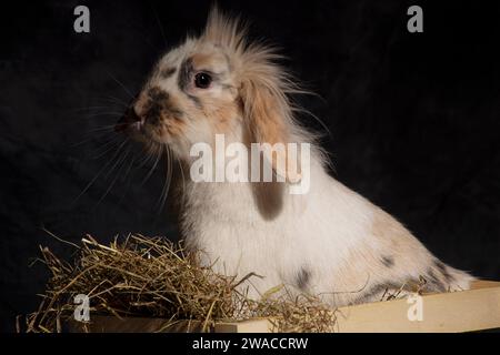 Ein flauschiger Löwenkopf-Hase, unwiderstehlich süß, stach seinen Kopf spielerisch in einen Picknickkorb. Vor einem dunklen Hintergrund Stockfoto