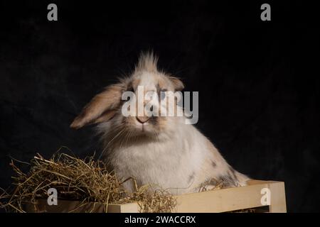 Ein flauschiger Löwenkopf-Hase, unwiderstehlich süß, stach seinen Kopf spielerisch in einen Picknickkorb. Vor einem dunklen Hintergrund Stockfoto