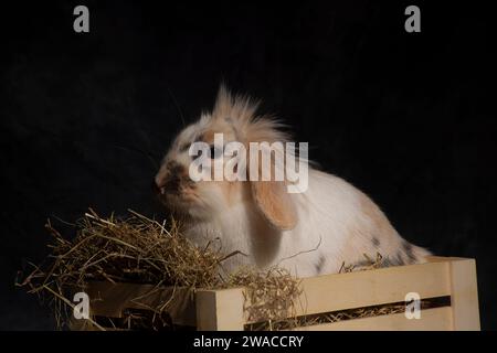 Ein flauschiger Löwenkopf-Hase, unwiderstehlich süß, stach seinen Kopf spielerisch in einen Picknickkorb. Vor einem dunklen Hintergrund Stockfoto