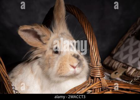 Ein flauschiger Löwenkopf-Hase, unwiderstehlich süß, stach seinen Kopf spielerisch in einen Picknickkorb. Vor einem dunklen Hintergrund Stockfoto