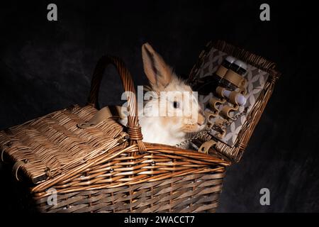 Ein flauschiger Löwenkopf-Hase, unwiderstehlich süß, stach seinen Kopf spielerisch in einen Picknickkorb. Vor einem dunklen Hintergrund Stockfoto