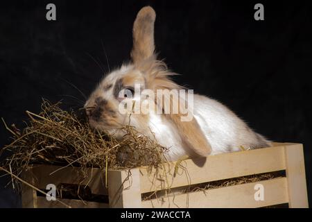 Ein flauschiger Löwenkopf-Hase, unwiderstehlich süß, stach seinen Kopf spielerisch in einen Picknickkorb. Vor einem dunklen Hintergrund Stockfoto