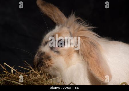 Ein flauschiger Löwenkopf-Hase, unwiderstehlich süß, stach seinen Kopf spielerisch in einen Picknickkorb. Vor einem dunklen Hintergrund Stockfoto