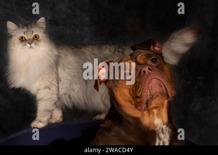 Eine atemberaubende weiße persische Katze trifft eine königliche Pose neben einer wunderschönen Schokolade und einem Kitz/goldenen englischen Bulldog Stockfoto
