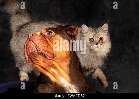 Eine atemberaubende weiße persische Katze trifft eine königliche Pose neben einer wunderschönen Schokolade und einem Kitz/goldenen englischen Bulldog Stockfoto