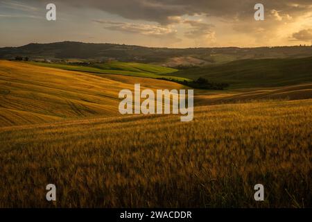 Goldenes Licht bei Sonnenuntergang Hügel mit welligen Körnern in der Crete Senesi Gegend von ​​Tuscany, Italien. Stockfoto