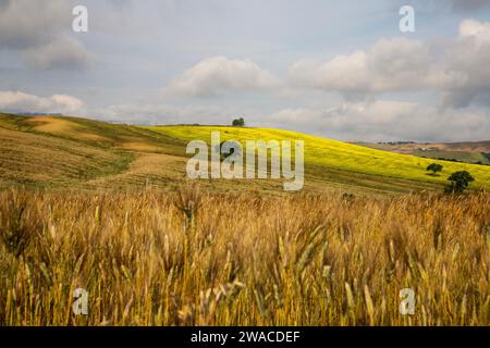 Sanfte Hügel mit welligen Körnern in der Region Crete Senesi in ​​Tuscany, Italien. Es ist eine viel fotografierte Gegend und wird von vielen Touristen besucht. Stockfoto