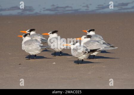 Königsseeschwalbe (Thalasseus maximus), Canaveral National Seashore, Florida Stockfoto