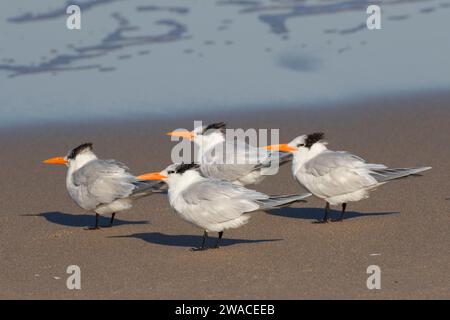 Königsseeschwalbe (Thalasseus maximus), Canaveral National Seashore, Florida Stockfoto