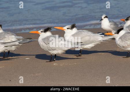 Königsseeschwalbe (Thalasseus maximus), Canaveral National Seashore, Florida Stockfoto