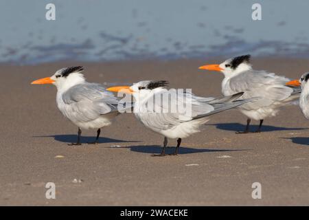 Königsseeschwalbe (Thalasseus maximus), Canaveral National Seashore, Florida Stockfoto