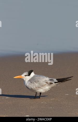 Königsseeschwalbe (Thalasseus maximus), Canaveral National Seashore, Florida Stockfoto