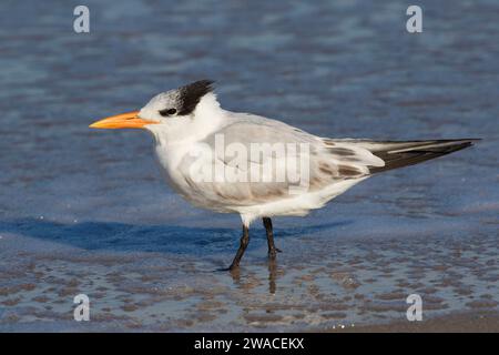 Königsseeschwalbe (Thalasseus maximus), Canaveral National Seashore, Florida Stockfoto