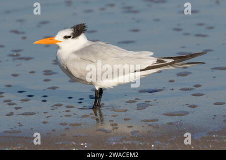 Königsseeschwalbe (Thalasseus maximus), Canaveral National Seashore, Florida Stockfoto