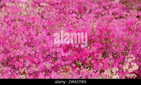 Ein Nahaufnahme-Hintergrundfoto eines pinkfarbenen Moosphlox-Blumenbeetes Stockfoto