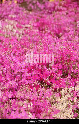 Ein Nahaufnahme-Hintergrundfoto eines pinkfarbenen Moosphlox-Blumenbeetes Stockfoto