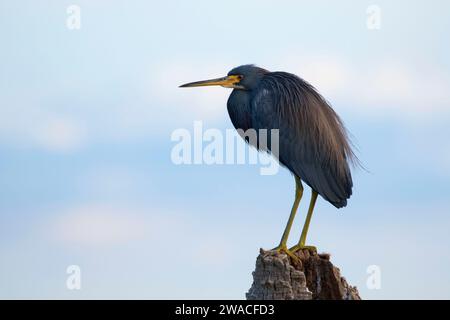 Dreifarbige Reiher (Egretta Tricolor) Silhouette, Ritch Grissom Memorial Wetlands in Viera, Florida Stockfoto