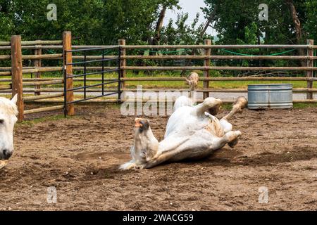 Pekisko, Alberta Kanada - 15. JUN 2023: Die wunderschöne Bar U Ranch National Historic Site Stockfoto