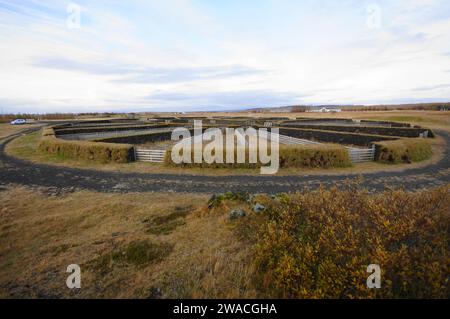 Schaffalten bei Pjorsardalsvegur, Hella, Island Stockfoto