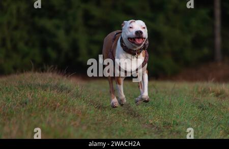 Laufender Pitbull Hund auf grüner Graswiese im Winter bewölkter Tag Stockfoto