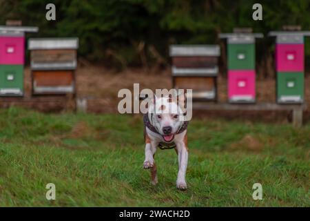 Laufender Pitbull Hund auf grüner Graswiese im Winter bewölkter Tag Stockfoto