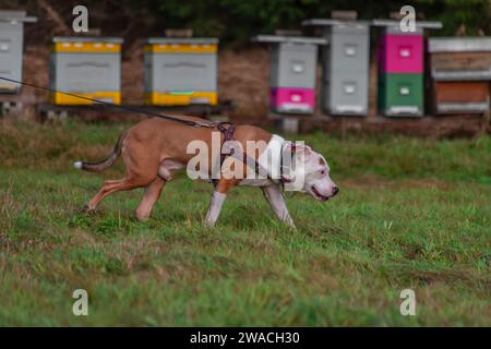 Laufender Pitbull Hund auf grüner Graswiese im Winter bewölkter Tag Stockfoto