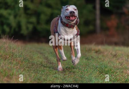 Laufender Pitbull Hund auf grüner Graswiese im Winter bewölkter Tag Stockfoto