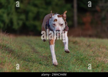 Laufender Pitbull Hund auf grüner Graswiese im Winter bewölkter Tag Stockfoto