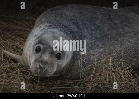 Süße junge graue Robbe an der britischen Küste Stockfoto