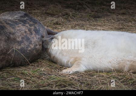 Der Graurobbenjunge trinkt Muttermilch Stockfoto