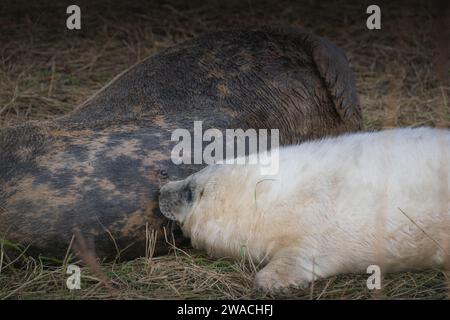 Der Graurobbenjunge trinkt Muttermilch Stockfoto