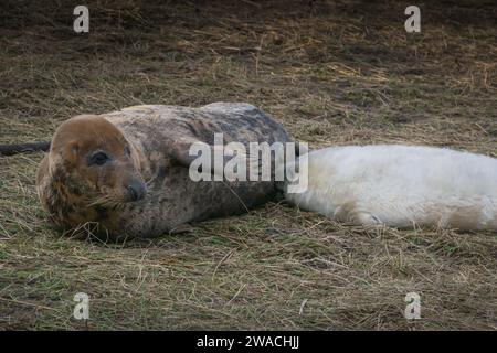 Der Graurobbenjunge trinkt Muttermilch Stockfoto