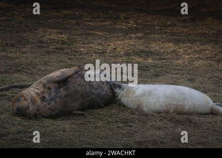 Der Graurobbenjunge trinkt Muttermilch Stockfoto