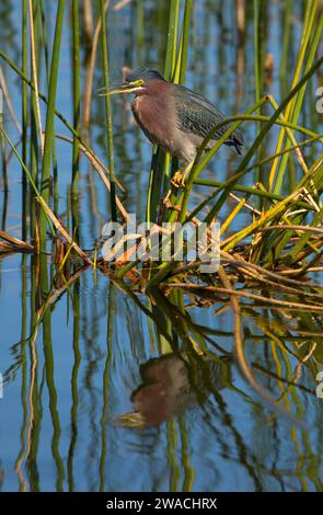 Grünreiher (Butorides virescens), Ritch Grissom Memorial Wetlands in Viera, Florida Stockfoto