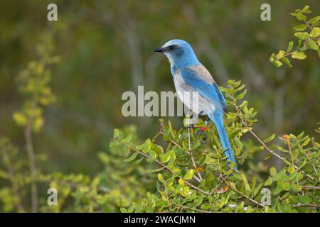 Florida scrub-Jay (Aphelocoma coerulescens), Helen und Allan Cruickshank Heiligtum, Florida Stockfoto