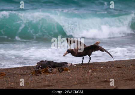 Riesensturmvogel, Halbinsel Valdes, UNESCO-Weltkulturerbe, Provinz Chubut, Patagonien, Argentinien. Stockfoto