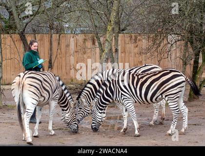 Zebras, die während der jährlichen Bestandsaufnahme im ZSL London Zoo in London beobachtet wurden. Stockfoto