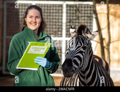 Zebras, die während der jährlichen Bestandsaufnahme im ZSL London Zoo in London beobachtet wurden. Stockfoto