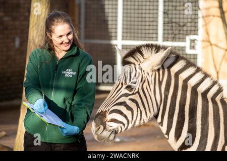 London, Großbritannien. Januar 2024. Zebras, die während der jährlichen Bestandsaufnahme im ZSL London Zoo in London beobachtet wurden. (Foto: James Warren/SOPA Images/SIPA USA) Credit: SIPA USA/Alamy Live News Stockfoto