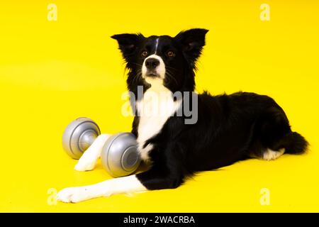 Border Collie Hund mit Hantelform apportes Trainingsobjekt isoliert Stockfoto