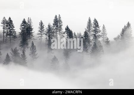 Nadelwald im Nebel in den Blue Mountains, Oregon, USA Stockfoto