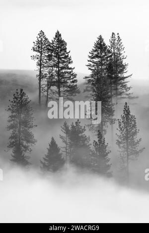 Nadelwald im Nebel in den Blue Mountains, Oregon, USA Stockfoto