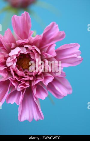 Wunderschönes Lavender Doppelklick Kosmos Blume Makro Stockfoto