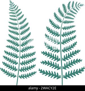 Farnblätter. Isoliert auf weiß. Vektorabbildung. Vektorabbildung Stock Vektor