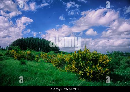 Sträucher mit gemeinem Besen (Cytisus scoparius). Im Hintergrundpartikel der österreichischen Kiefer (pinus laricio). Monte San Michele, Greve in Chianti, TUs Stockfoto